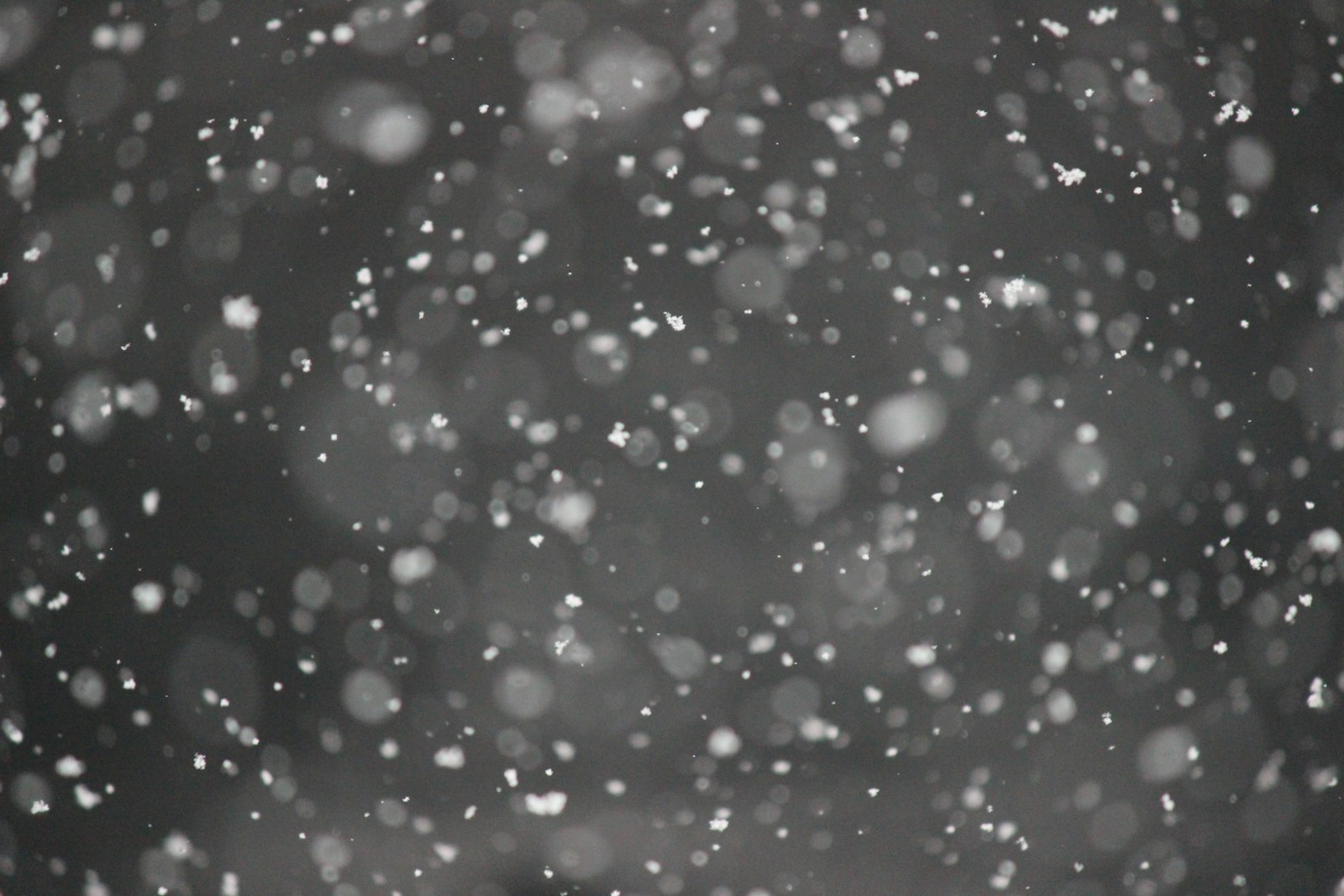 Winter scene